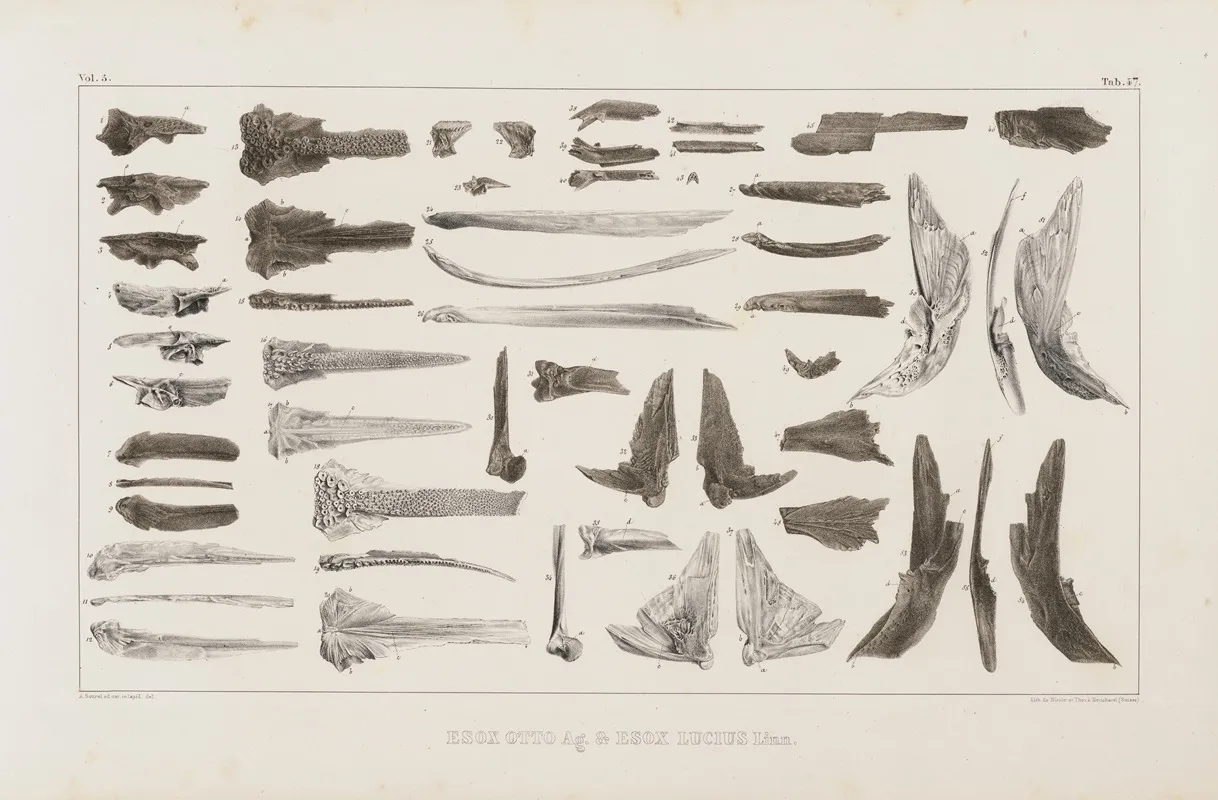 Recherches Sur Les Poissons Fossiles Pl 069 Wall Art by Louis Agassiz - High-Resolution Digital Print