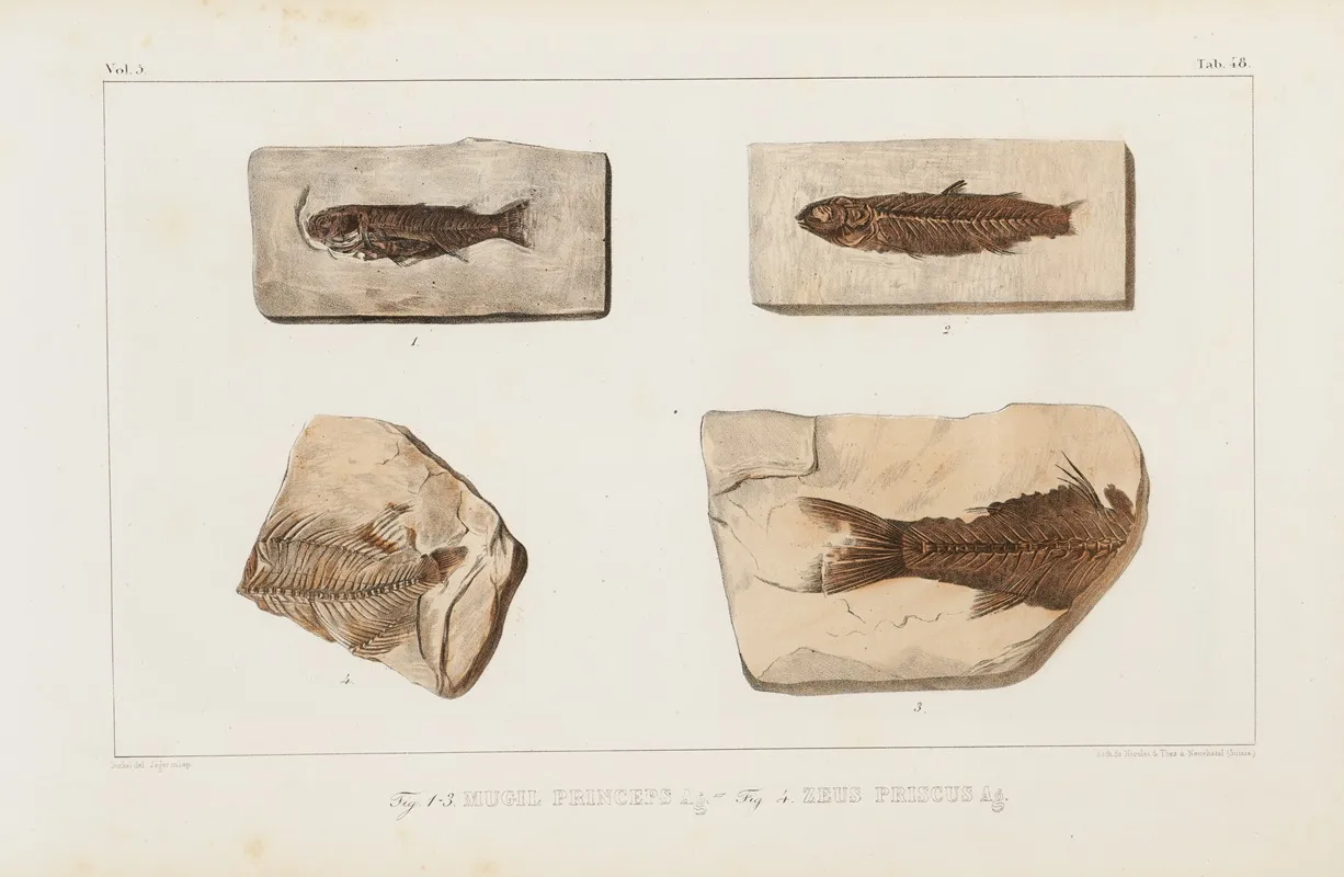 Recherches Sur Les Poissons Fossiles Pl 070 Wall Art by Louis Agassiz - High-Resolution Digital Print