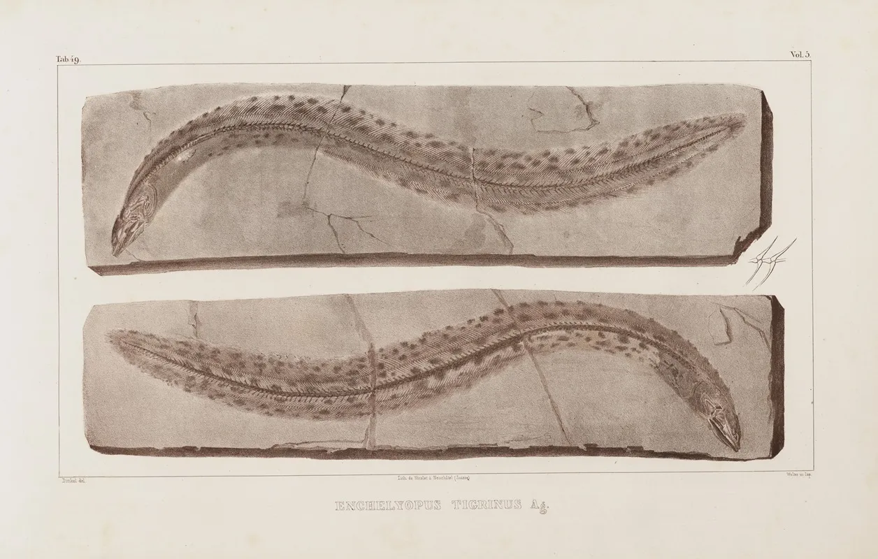 Recherches Sur Les Poissons Fossiles Pl 071 Wall Art by Louis Agassiz - High-Resolution Digital Print