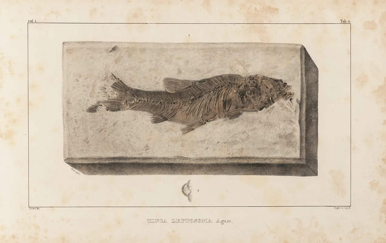 Recherches Sur Les Poissons Fossiles Pl 073 Wall Art by Louis Agassiz - High-Resolution Digital Print