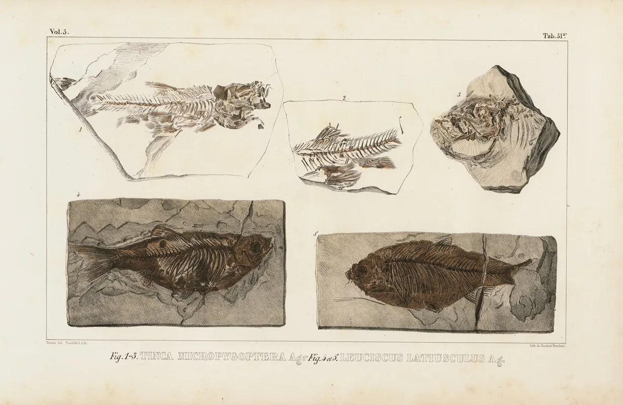 Recherches Sur Les Poissons Fossiles Pl 074 Wall Art by Louis Agassiz - High-Resolution Digital Print