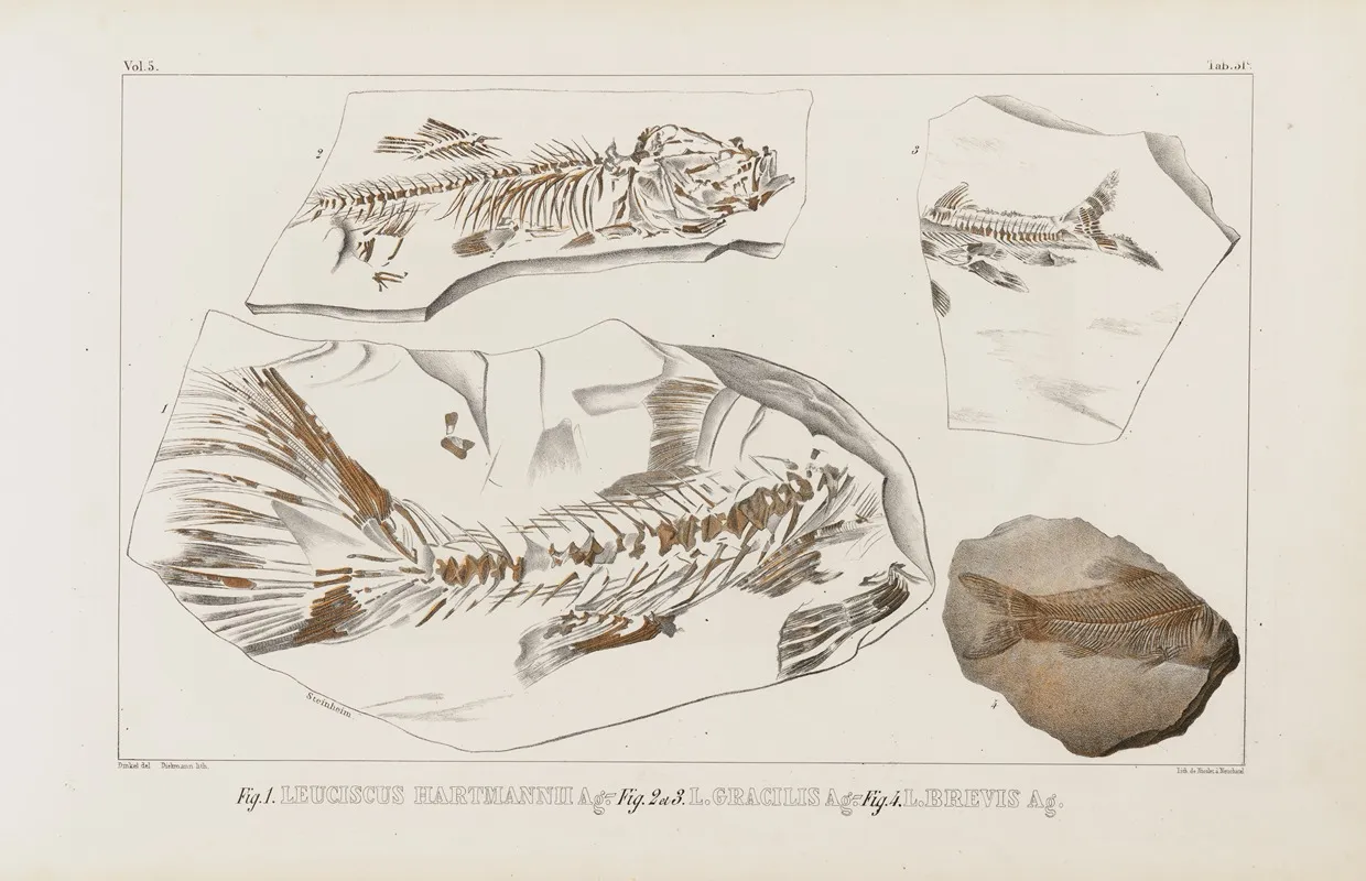 Recherches Sur Les Poissons Fossiles Pl 075 Wall Art by Louis Agassiz - High-Resolution Digital Print