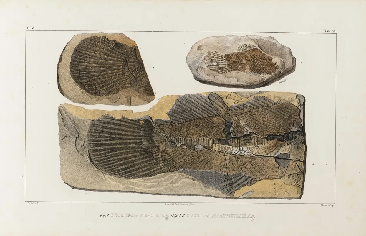 Recherches Sur Les Poissons Fossiles Pl 077 Wall Art by Louis Agassiz - High-Resolution Digital Print