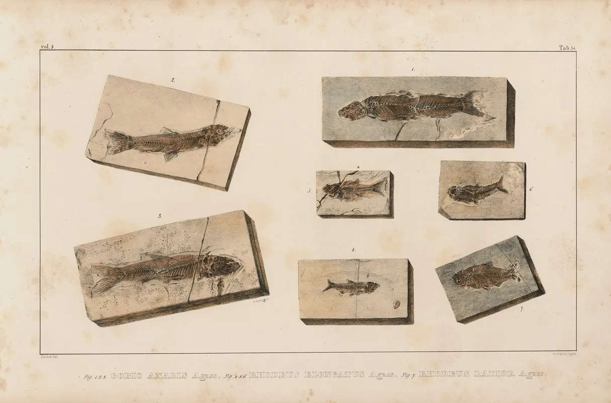 Recherches Sur Les Poissons Fossiles Pl 078 Wall Art by Louis Agassiz - High-Resolution Digital Print