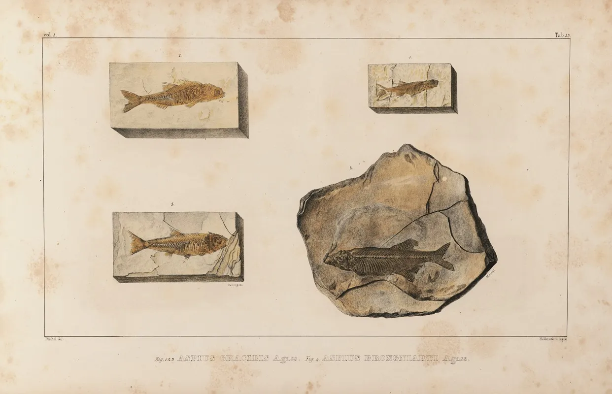 Recherches Sur Les Poissons Fossiles Pl 079 Wall Art by Louis Agassiz - High-Resolution Digital Print