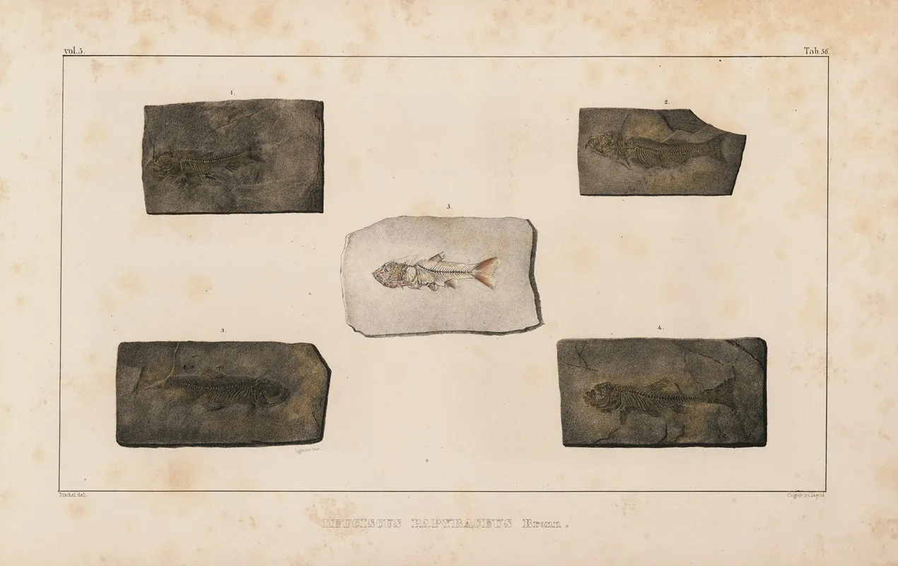 Recherches Sur Les Poissons Fossiles Pl 080 Wall Art by Louis Agassiz - High-Resolution Digital Print