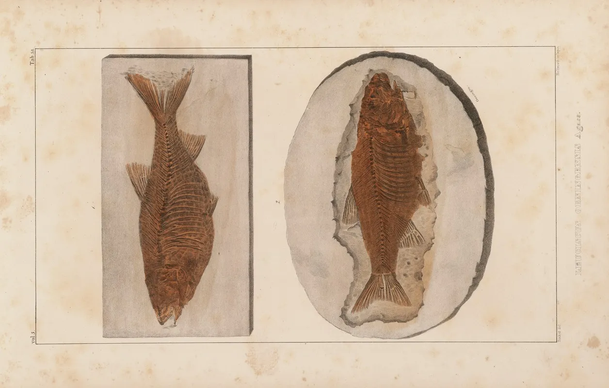 Recherches Sur Les Poissons Fossiles Pl 082 Wall Art by Louis Agassiz - High-Resolution Digital Print