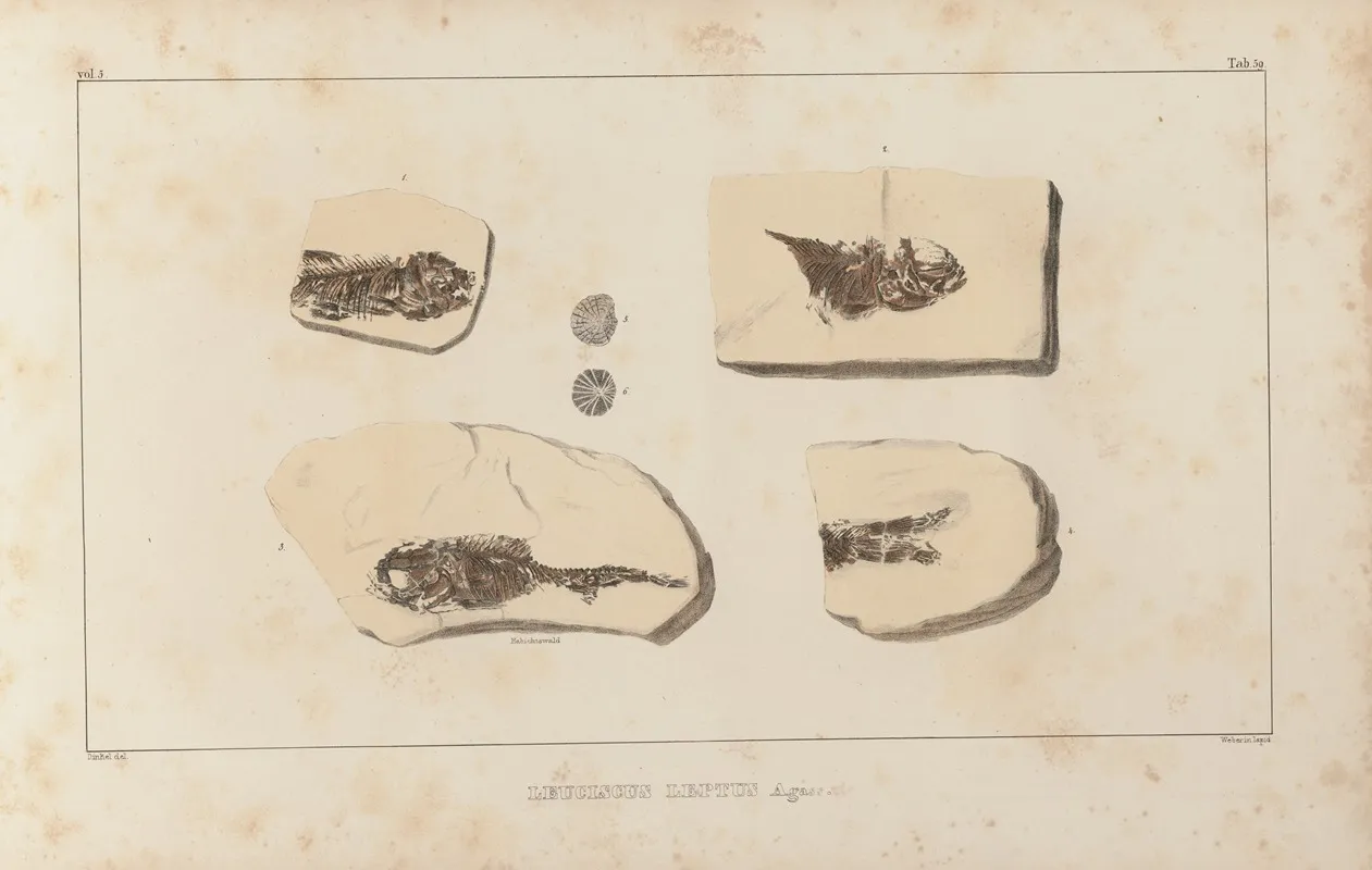 Recherches Sur Les Poissons Fossiles Pl 083 Wall Art by Louis Agassiz - High-Resolution Digital Print