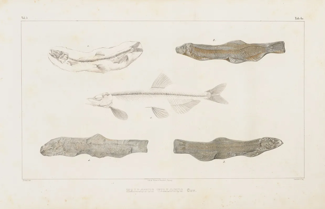 Recherches Sur Les Poissons Fossiles Pl 084 Wall Art by Louis Agassiz - High-Resolution Digital Print