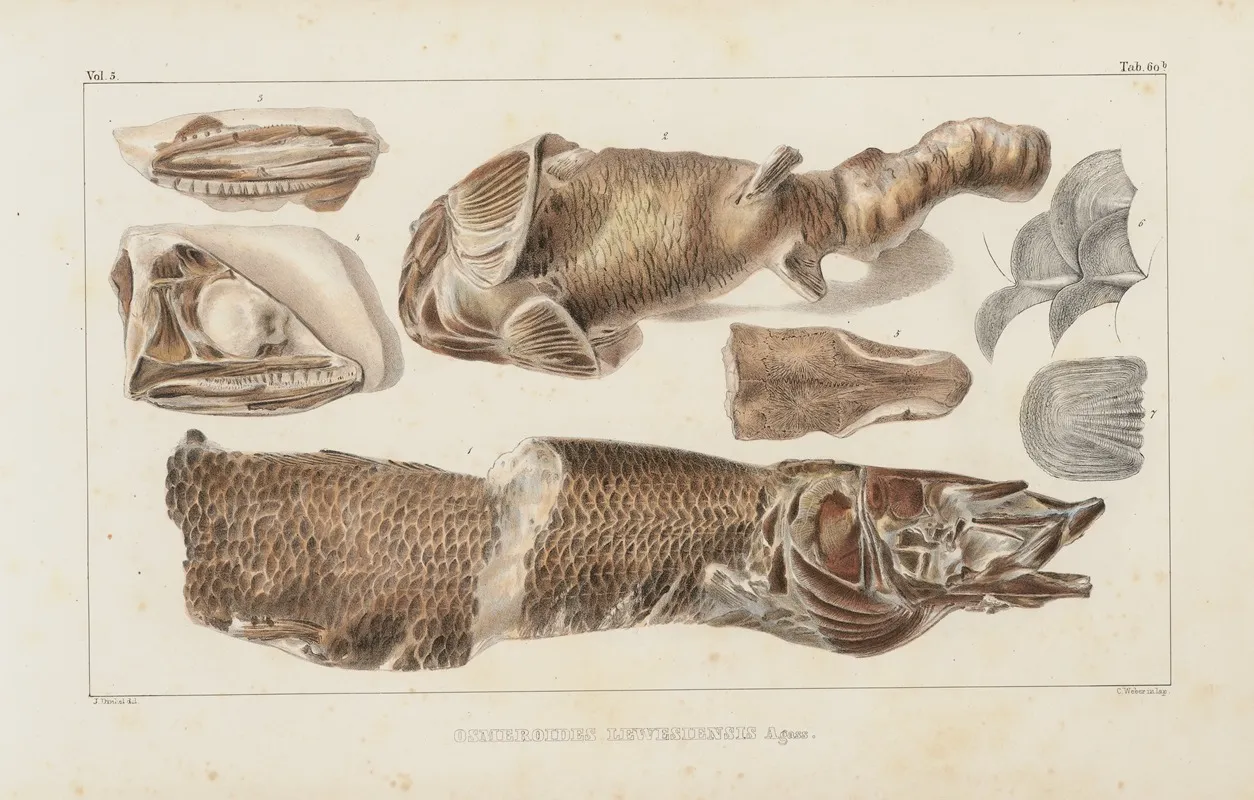 Recherches Sur Les Poissons Fossiles Pl 086 Wall Art by Louis Agassiz - High-Resolution Digital Print