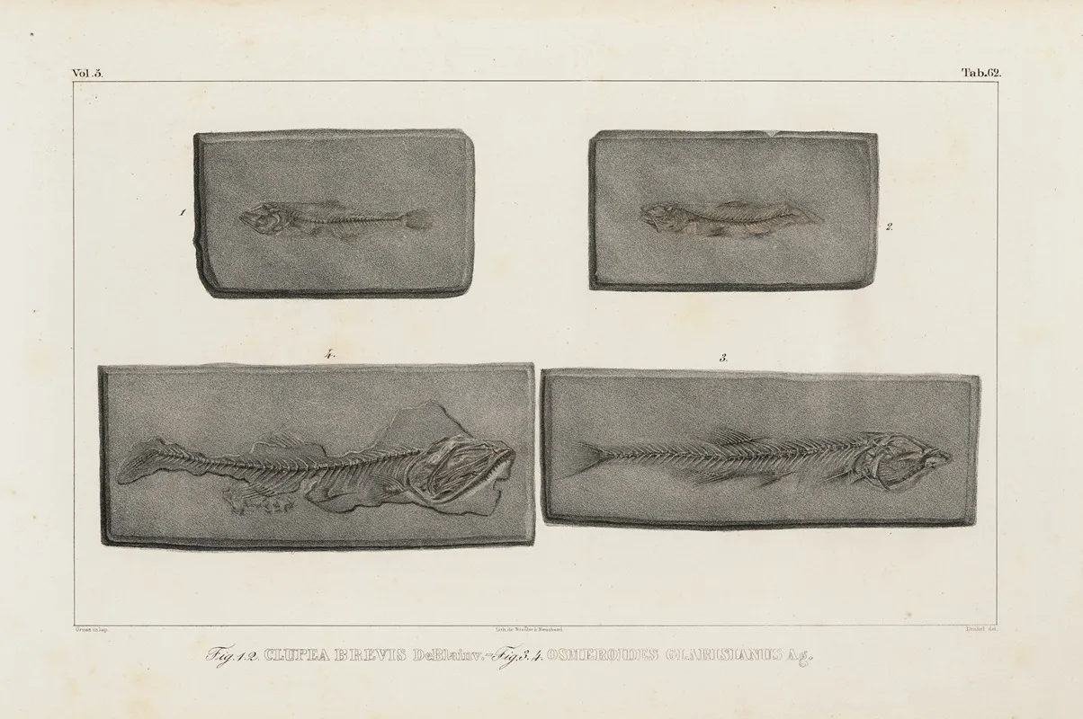 Recherches Sur Les Poissons Fossiles Pl 090 Wall Art by Louis Agassiz - High-Resolution Digital Print