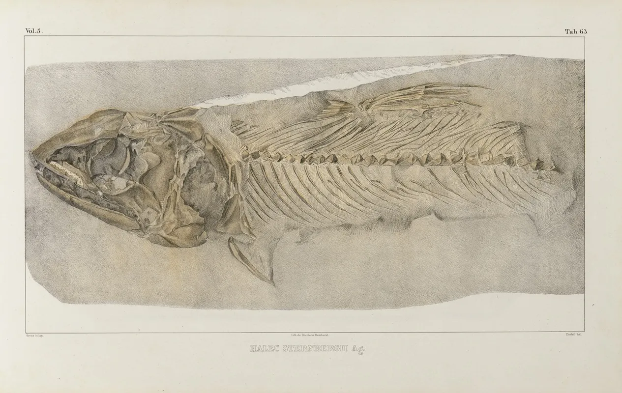 Recherches Sur Les Poissons Fossiles Pl 091 Wall Art by Louis Agassiz - High-Resolution Digital Print