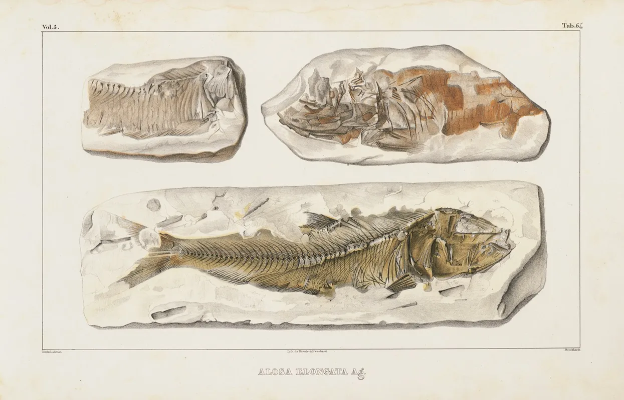 Recherches Sur Les Poissons Fossiles Pl 092 Wall Art by Louis Agassiz - High-Resolution Digital Print