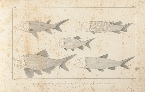 Recherches Sur Les Poissons Fossiles Pl 093 Wall Art by Louis Agassiz - High-Resolution Digital Print
