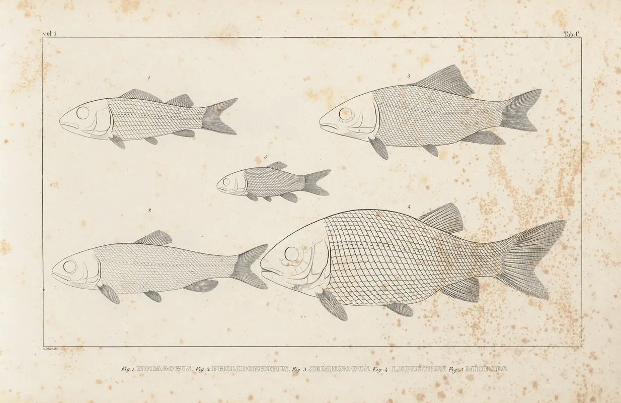 Recherches Sur Les Poissons Fossiles Pl 095 Wall Art by Louis Agassiz - High-Resolution Digital Print