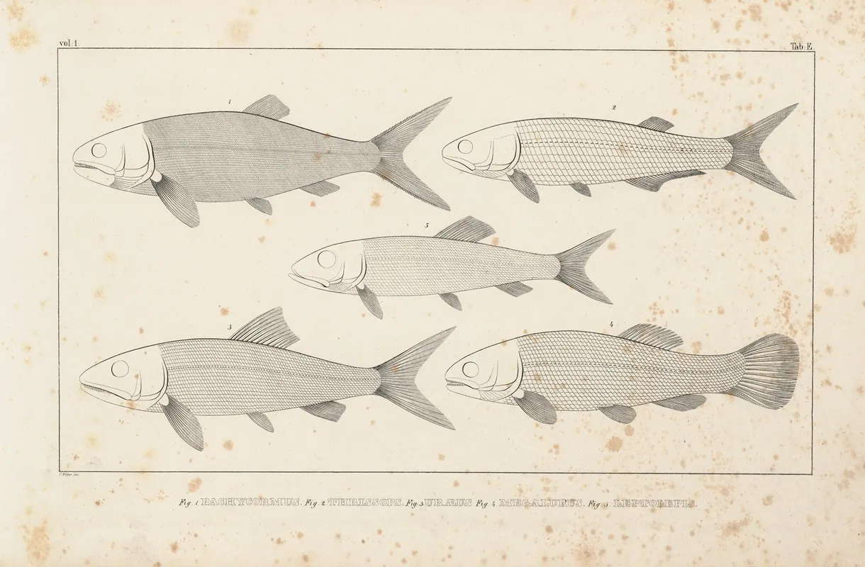 Recherches Sur Les Poissons Fossiles Pl 097 Wall Art by Louis Agassiz - High-Resolution Digital Print