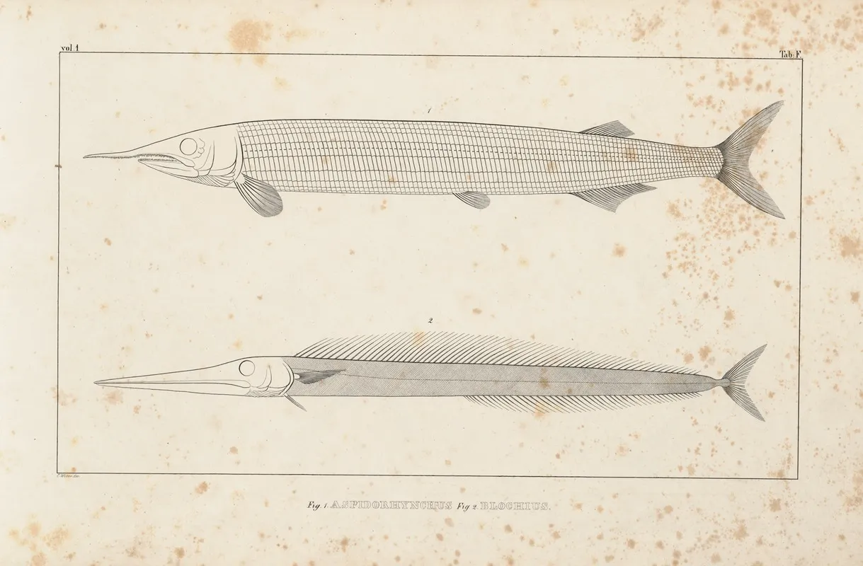 Recherches Sur Les Poissons Fossiles Pl 098 Wall Art by Louis Agassiz - High-Resolution Digital Print