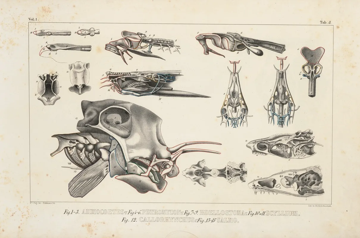 Recherches Sur Les Poissons Fossiles Pl 101 Wall Art by Louis Agassiz - High-Resolution Digital Print