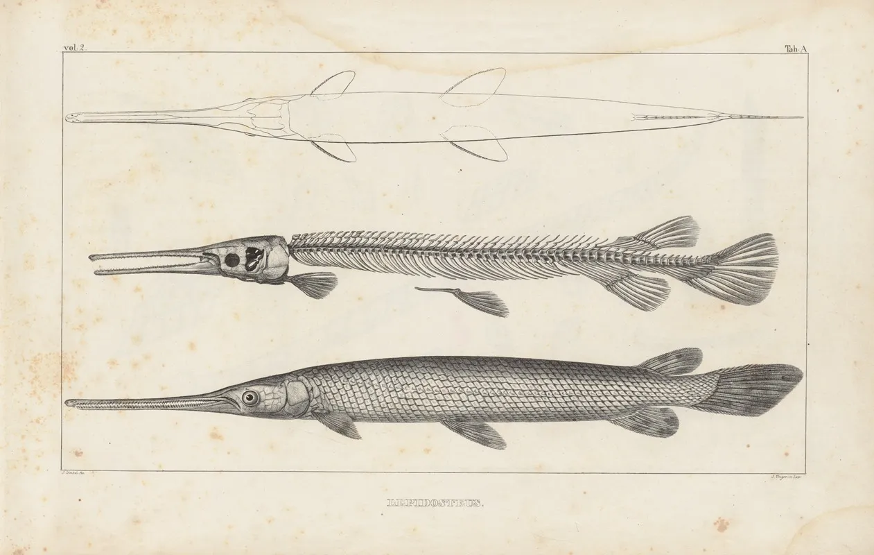 Recherches Sur Les Poissons Fossiles Pl 103 Wall Art by Louis Agassiz - High-Resolution Digital Print