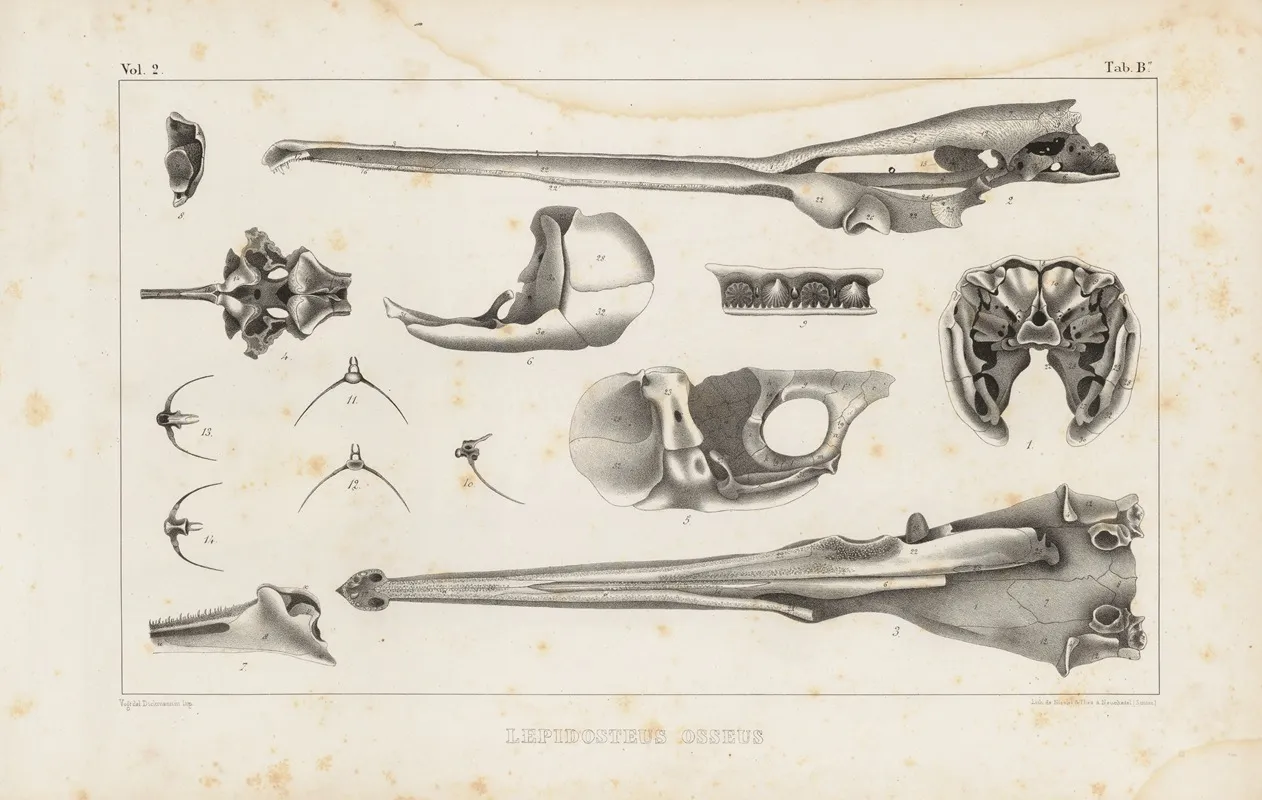 Recherches Sur Les Poissons Fossiles Pl 106 Wall Art by Louis Agassiz - High-Resolution Digital Print