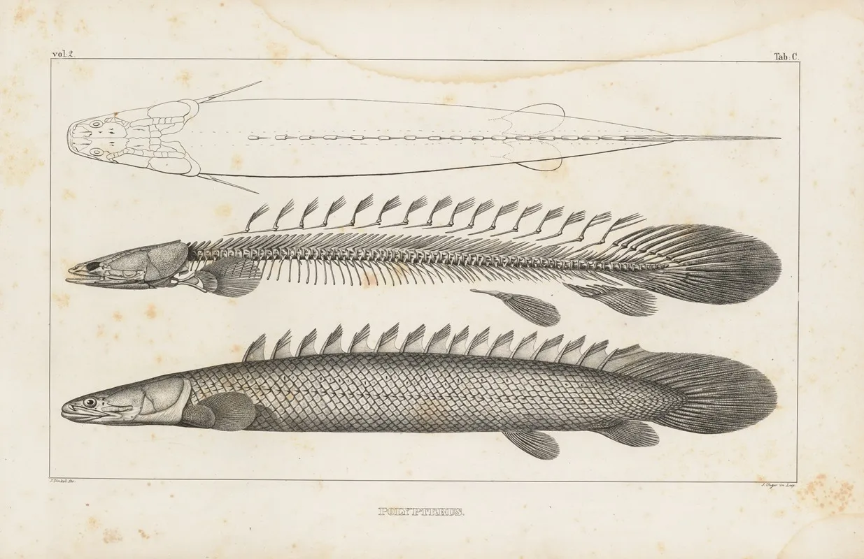 Recherches Sur Les Poissons Fossiles Pl 107 Wall Art by Louis Agassiz - High-Resolution Digital Print