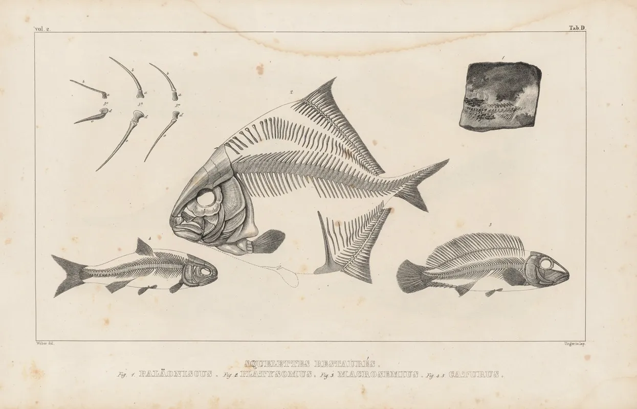 Recherches Sur Les Poissons Fossiles Pl 109 Wall Art by Louis Agassiz - High-Resolution Digital Print