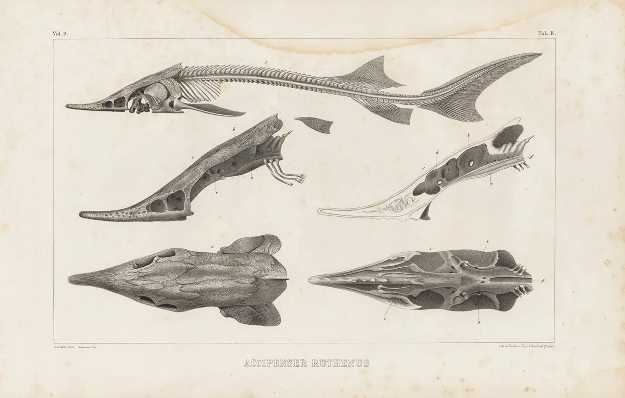 Recherches Sur Les Poissons Fossiles Pl 110 Wall Art by Louis Agassiz - High-Resolution Digital Print