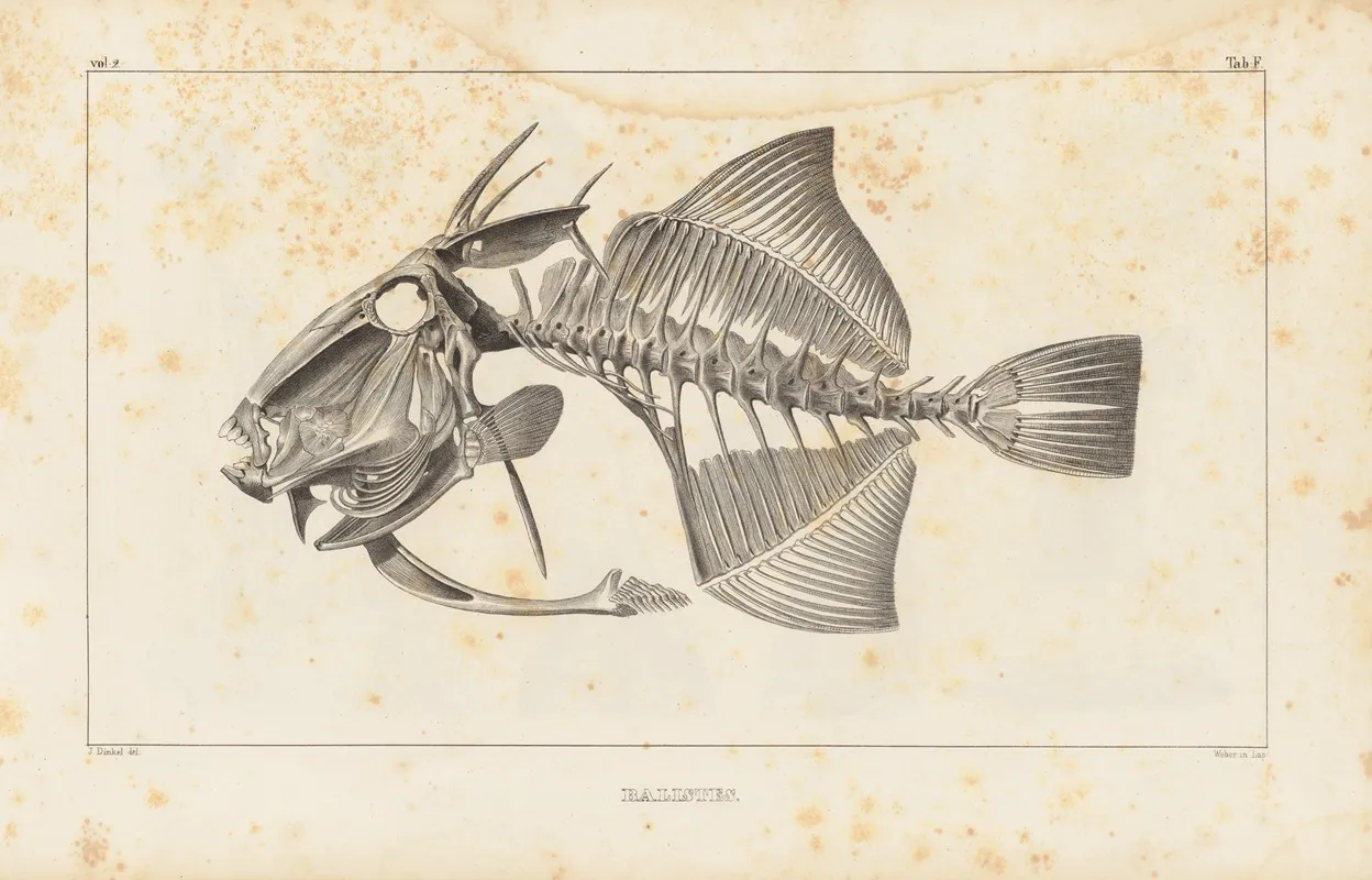 Recherches Sur Les Poissons Fossiles Pl 111 Wall Art by Louis Agassiz - High-Resolution Digital Print