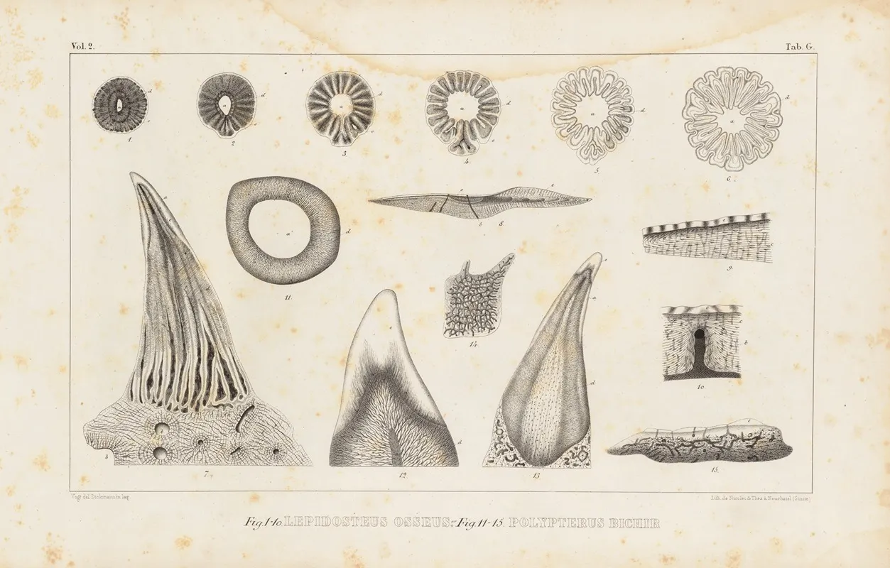 Recherches Sur Les Poissons Fossiles Pl 112 Wall Art by Louis Agassiz - High-Resolution Digital Print