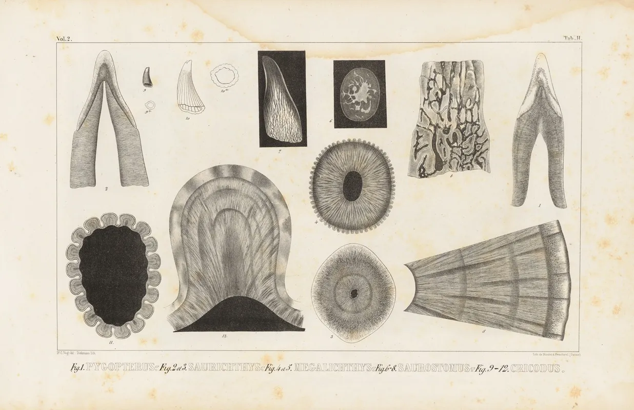 Recherches Sur Les Poissons Fossiles Pl 113 Wall Art by Louis Agassiz - High-Resolution Digital Print