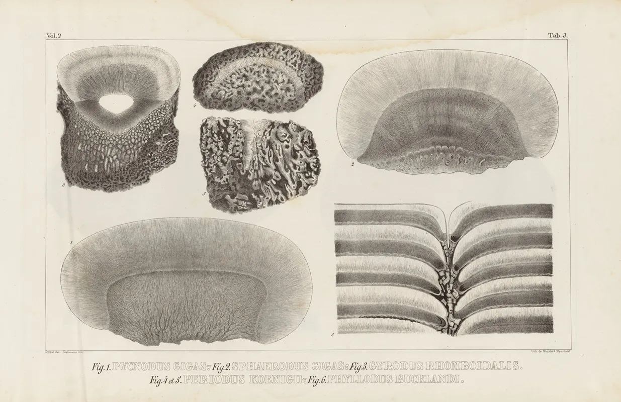 Recherches Sur Les Poissons Fossiles Pl 114 Wall Art by Louis Agassiz - High-Resolution Digital Print