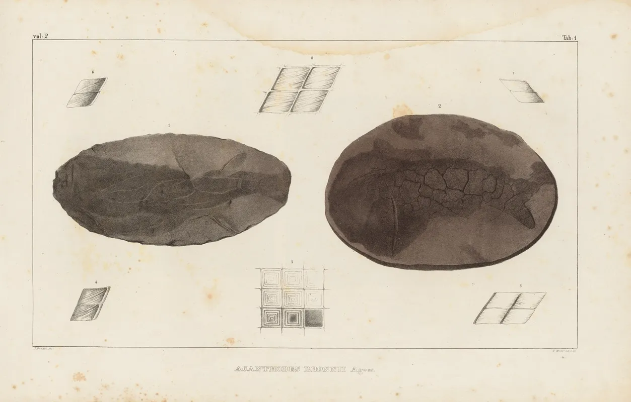 Recherches Sur Les Poissons Fossiles Pl 115 Wall Art by Louis Agassiz - High-Resolution Digital Print