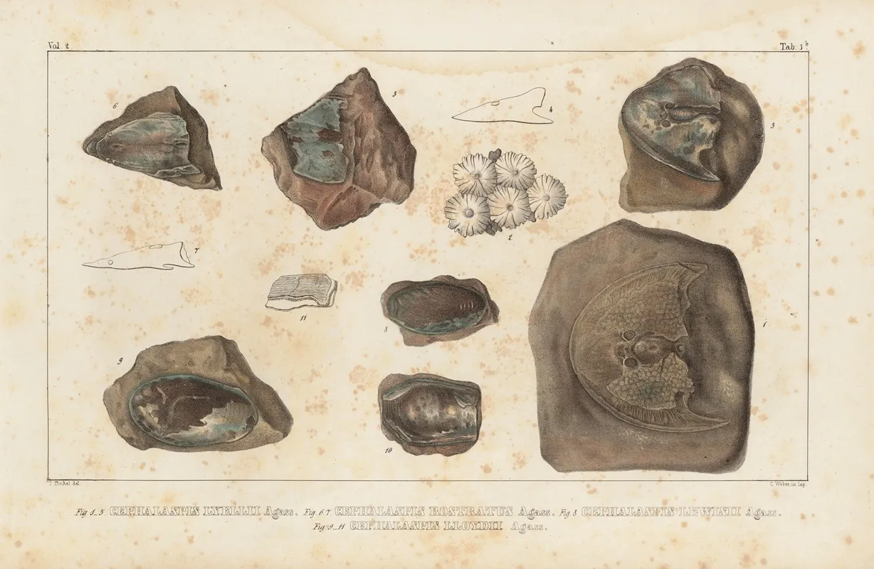 Recherches Sur Les Poissons Fossiles Pl 117 Wall Art by Louis Agassiz - High-Resolution Digital Print