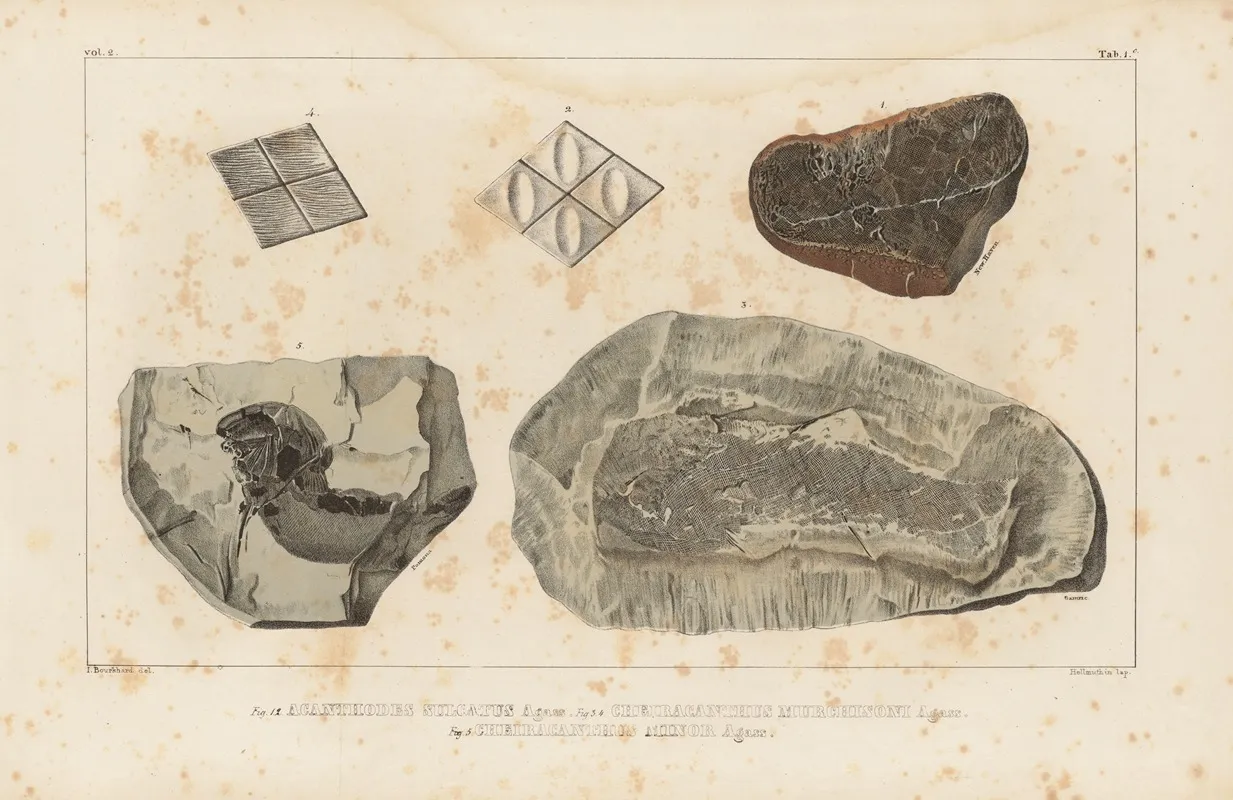 Recherches Sur Les Poissons Fossiles Pl 118 Wall Art by Louis Agassiz - High-Resolution Digital Print