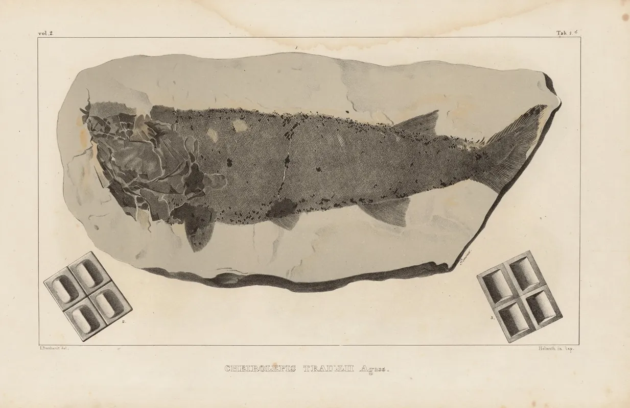 Recherches Sur Les Poissons Fossiles Pl 119 Wall Art by Louis Agassiz - High-Resolution Digital Print