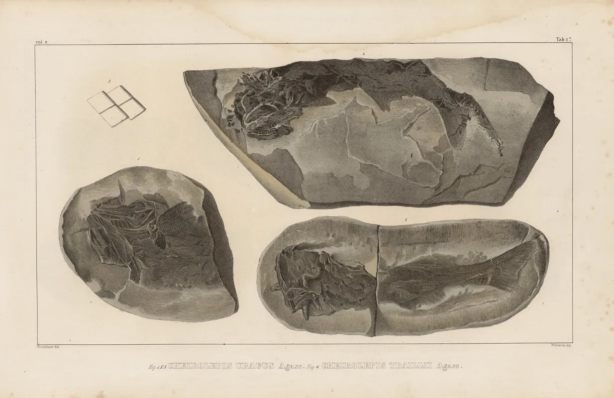 Recherches Sur Les Poissons Fossiles Pl 120 Wall Art by Louis Agassiz - High-Resolution Digital Print