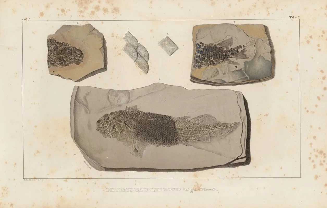 Recherches Sur Les Poissons Fossiles Pl 122 Wall Art by Louis Agassiz - High-Resolution Digital Print