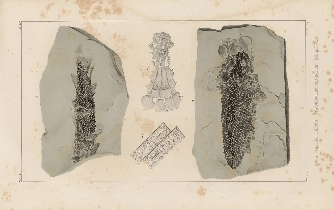 Recherches Sur Les Poissons Fossiles Pl 123 Wall Art by Louis Agassiz - High-Resolution Digital Print