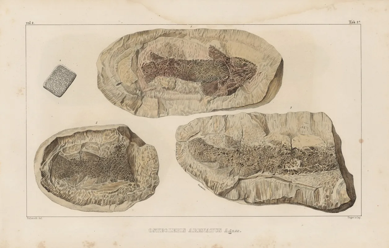 Recherches Sur Les Poissons Fossiles Pl 125 Wall Art by Louis Agassiz - High-Resolution Digital Print