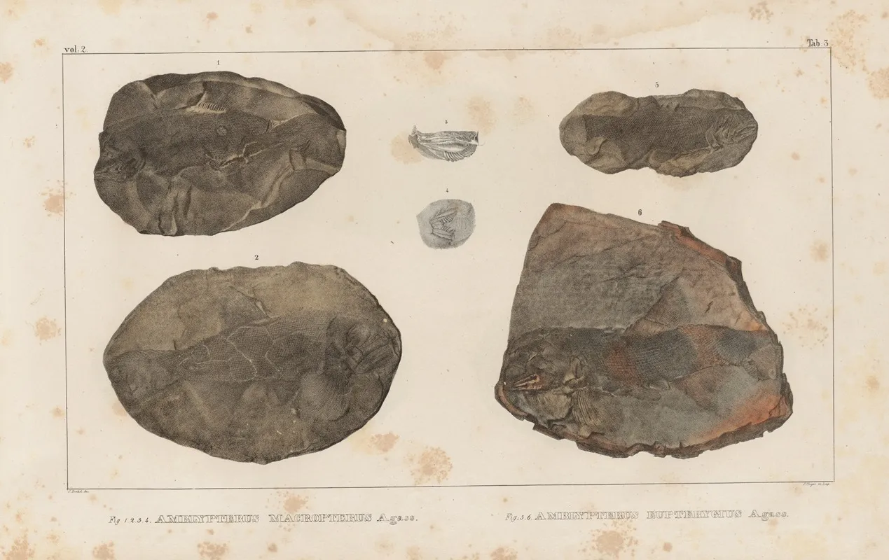 Recherches Sur Les Poissons Fossiles Pl 126 Wall Art by Louis Agassiz - High-Resolution Digital Print