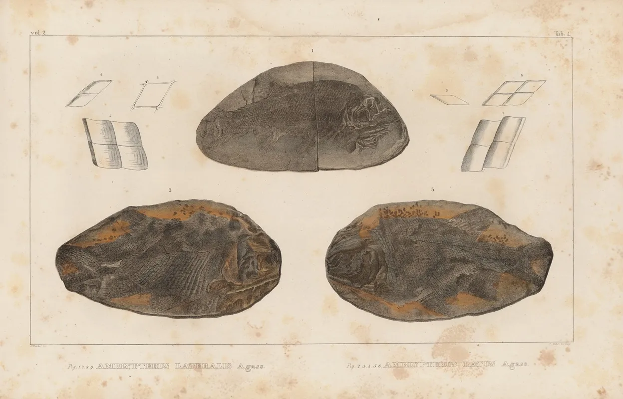 Recherches Sur Les Poissons Fossiles Pl 127 Wall Art by Louis Agassiz - High-Resolution Digital Print