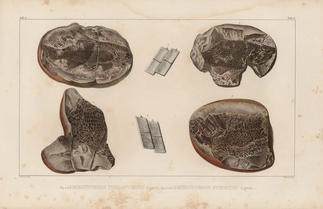 Recherches Sur Les Poissons Fossiles Pl 128 Wall Art by Louis Agassiz - High-Resolution Digital Print