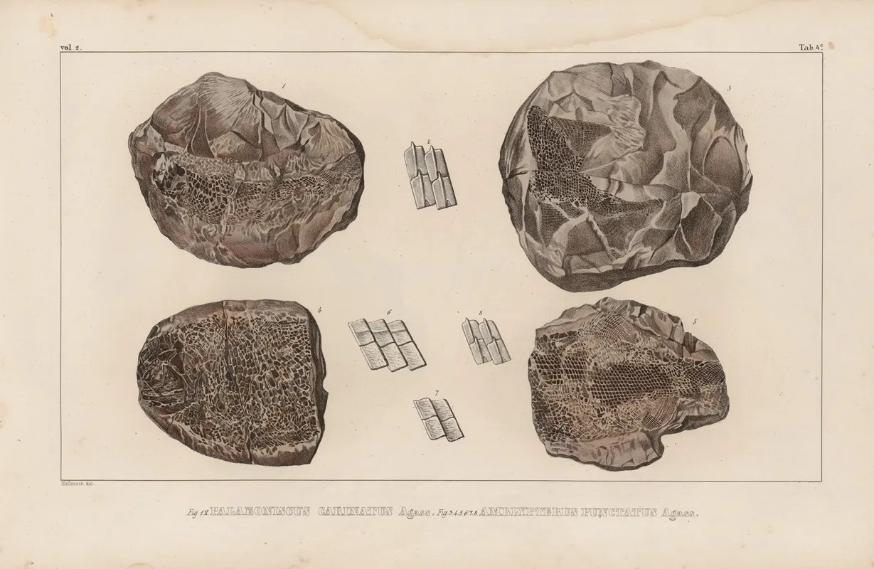 Recherches Sur Les Poissons Fossiles Pl 129 Wall Art by Louis Agassiz - High-Resolution Digital Print