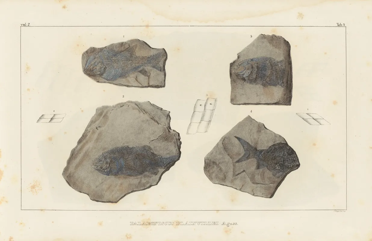 Recherches Sur Les Poissons Fossiles Pl 130 Wall Art by Louis Agassiz - High-Resolution Digital Print