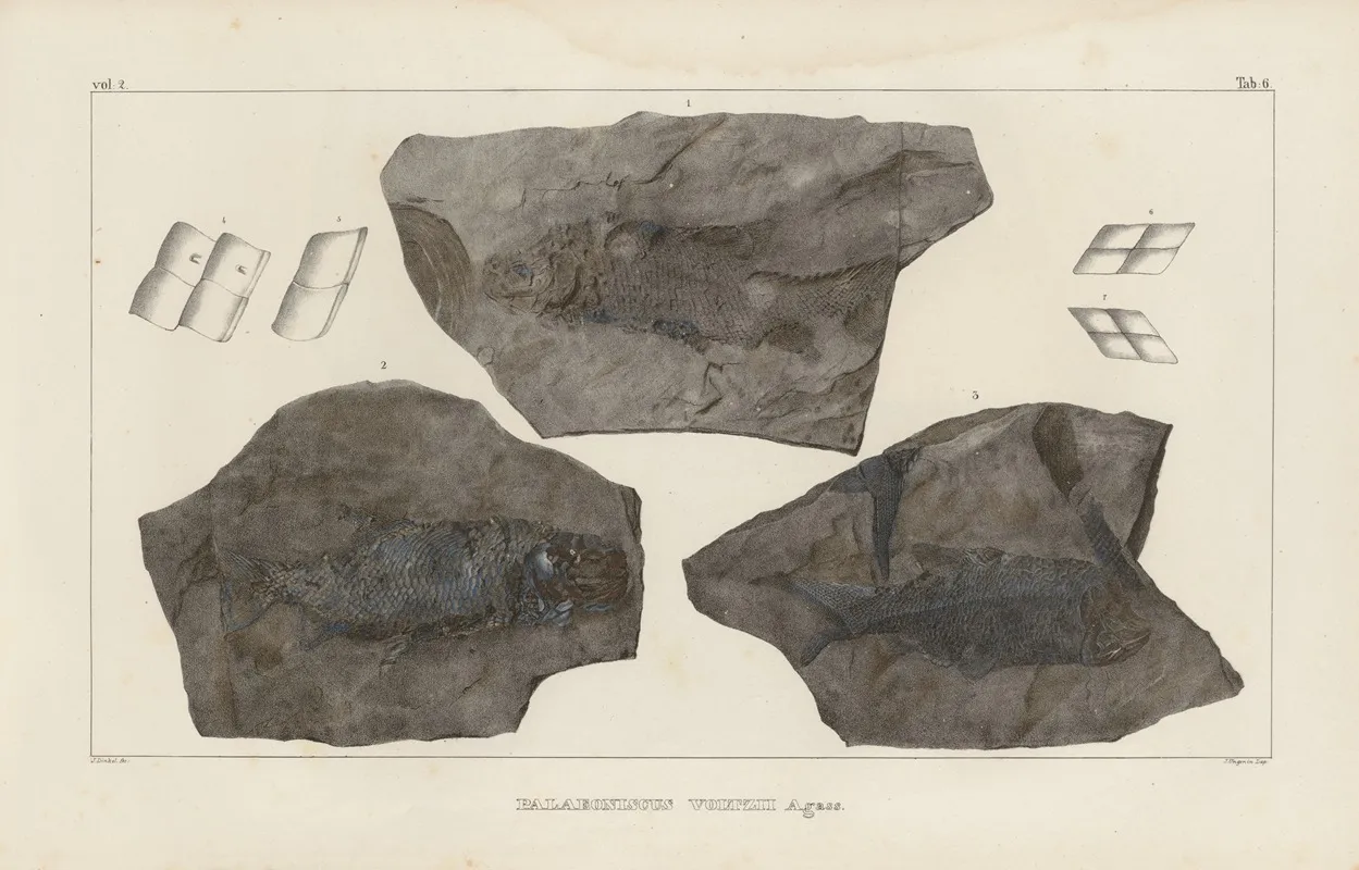 Recherches Sur Les Poissons Fossiles Pl 131 Wall Art by Louis Agassiz - High-Resolution Digital Print