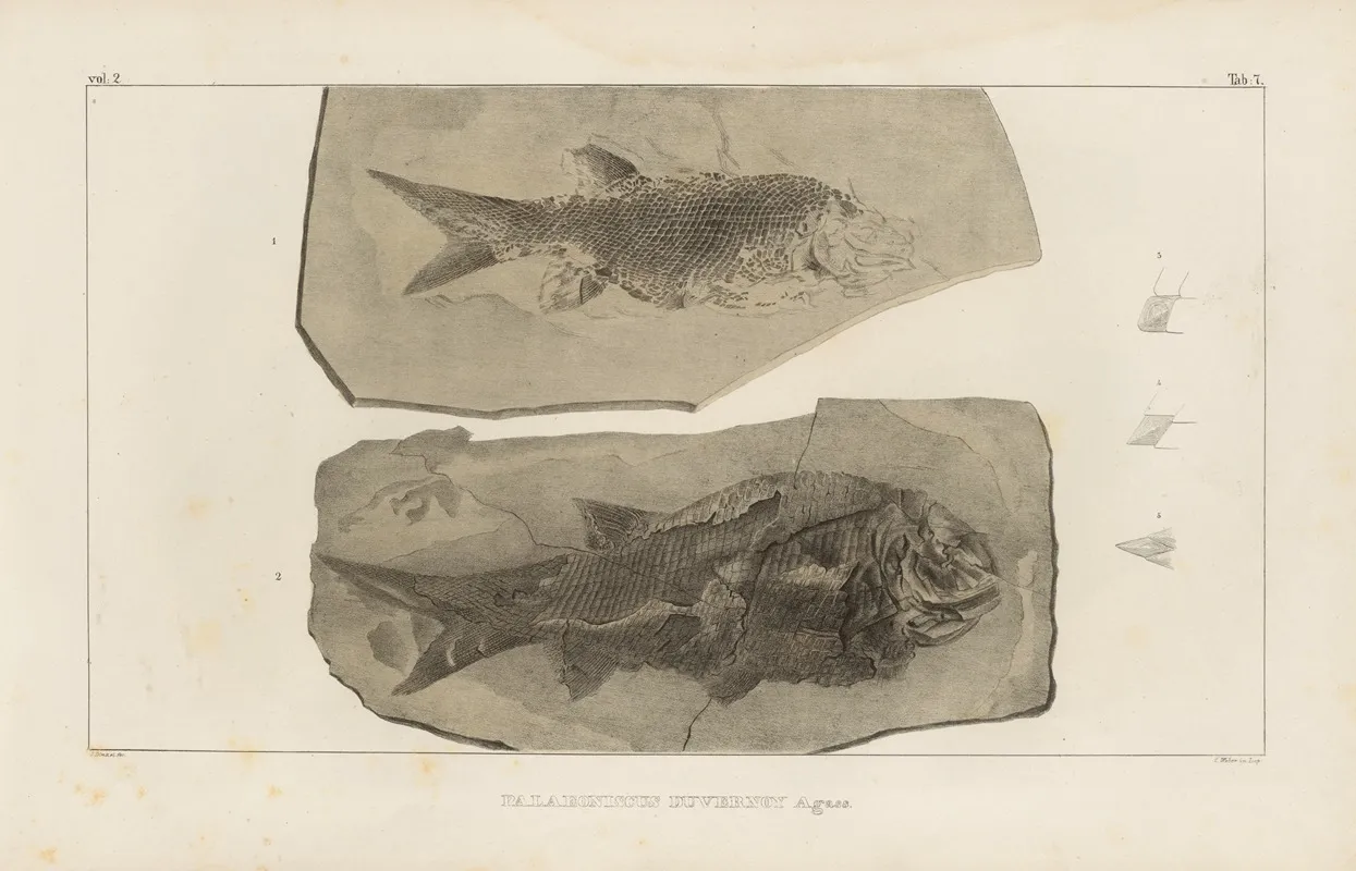 Recherches Sur Les Poissons Fossiles Pl 132 Wall Art by Louis Agassiz - High-Resolution Digital Print