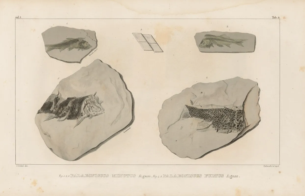 Recherches Sur Les Poissons Fossiles Pl 133 Wall Art by Louis Agassiz - High-Resolution Digital Print