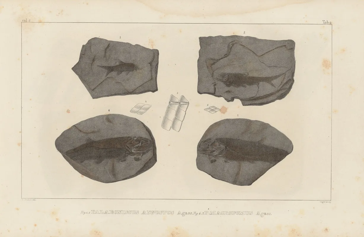 Recherches Sur Les Poissons Fossiles Pl 134 Wall Art by Louis Agassiz - High-Resolution Digital Print