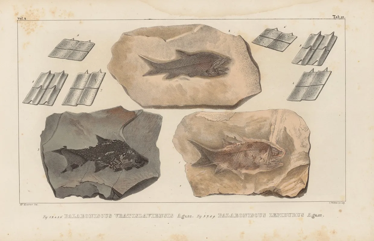 Recherches Sur Les Poissons Fossiles Pl 135 Wall Art by Louis Agassiz - High-Resolution Digital Print