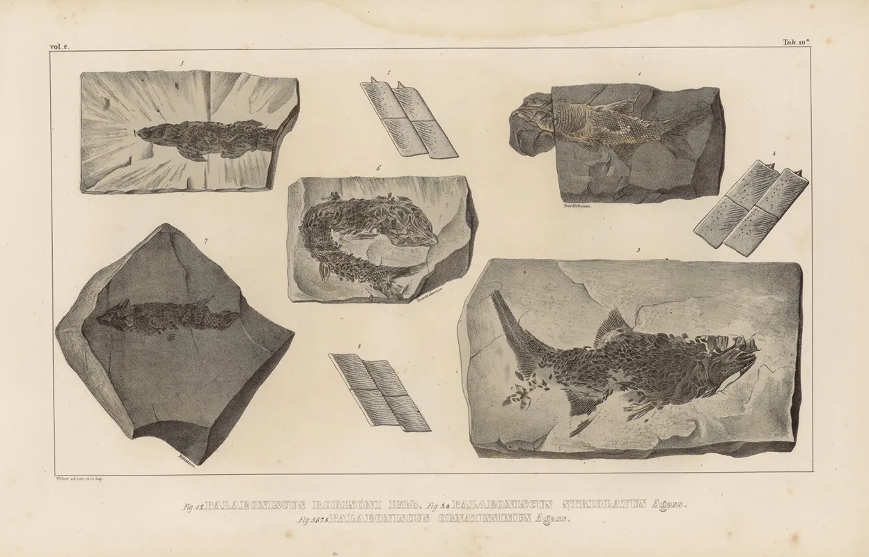 Recherches Sur Les Poissons Fossiles Pl 136 Wall Art by Louis Agassiz - High-Resolution Digital Print